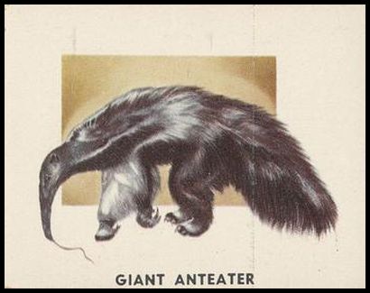 197 Giant Anteater